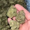 "Experience Jealousy THCA: Sativa-Dominant Hybrid with Unique Citrus Flavors"
