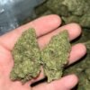 "Embrace Citrus Bliss with Lemon Haze THCA: Sativa Elegance & 20-24% THC"