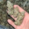"Experience Rare Luxury with Orange Creamsicle EXOTIC THCA: 24-28% THC & Unique Terpenes"