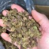 Queen Slayer smalls THCA