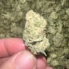 Sandia Gelato THCA