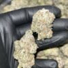 "Experience Opulence with Slurricane THCA EXOTICS: Unique Lineage & 25-30% THC"