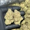 Government Oasis Indoor THCA