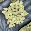 Experience the unique flavor of Black Garlic Gelato THCA Flower. Buy high-quality cannabis buds online at our dispensary. Fast shipping and discreet packaging guaranteed!