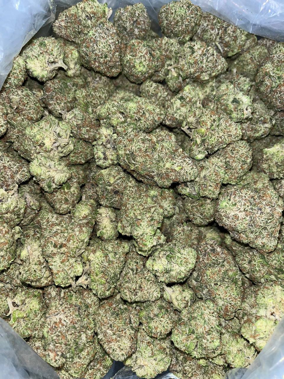 Larry Bird Exotic THCA 2 Exotic cannabis flowers