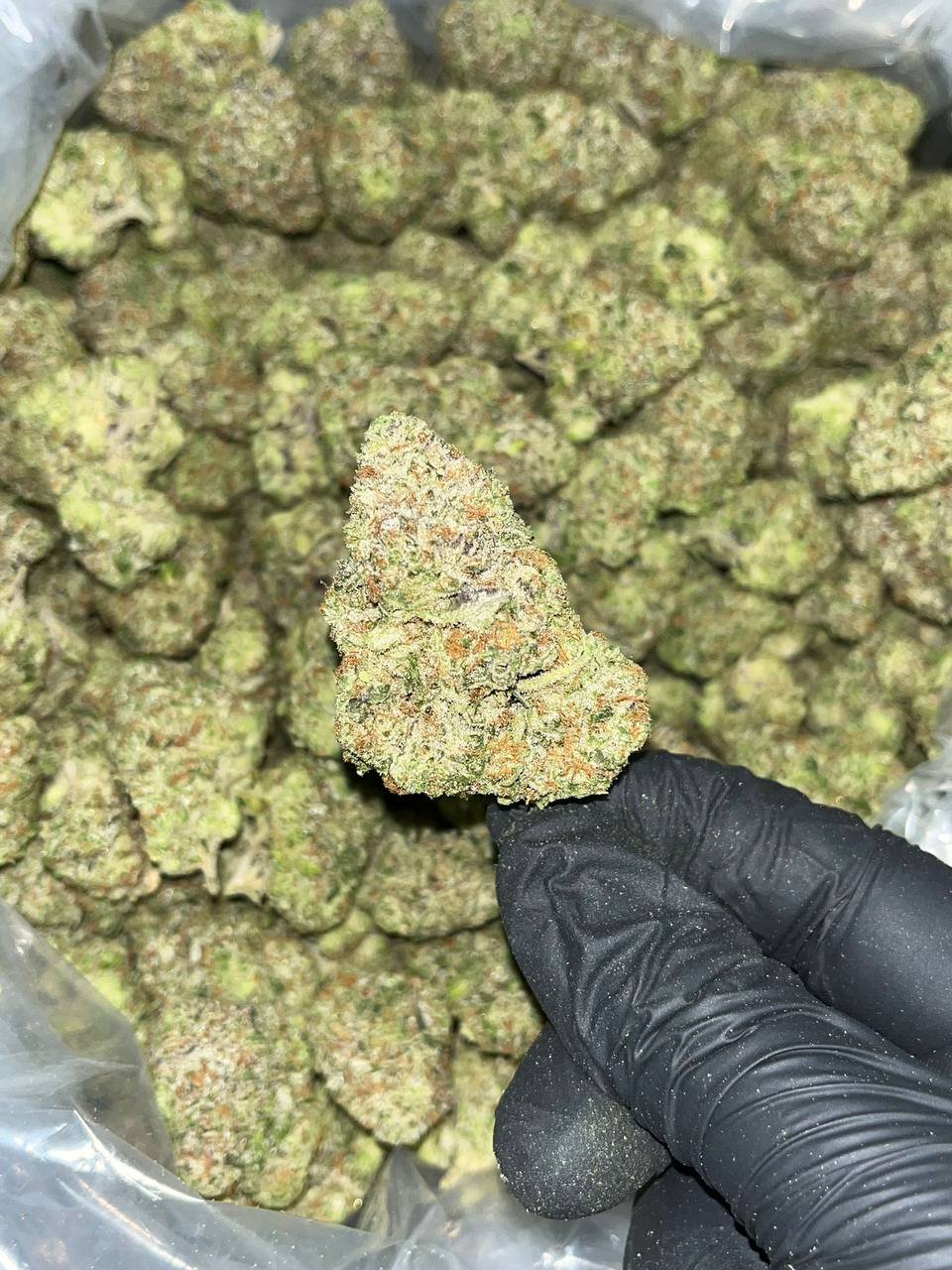 Larry Bird Exotic THCA 1 Larry Bird Exotic THCA