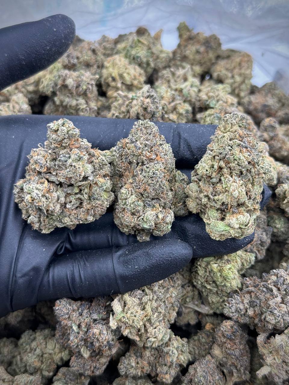 NYC Gelato THCA Flower 1 NYC Gelato THCA Flower - Creamy & Relaxing High for Wholesale Buyers