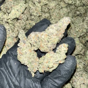 Home 20 Obi Wan Exotic THCA Flower Wholesale