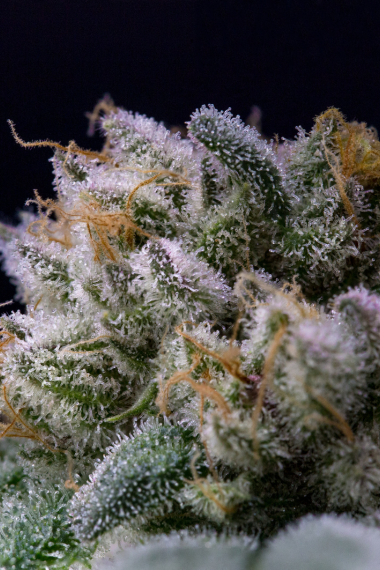 Bulk THCA flower close-up with dense trichomes