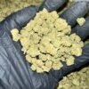 Explore Cheetah Piss THCa Flower, available for wholesale. Premium, Oregon-grown, and third-party tested for superior quality.