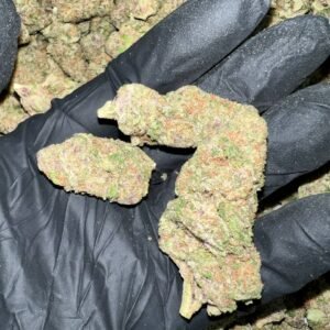 Buy Citrus Blast THCa Flower in bulk. Premium quality, Oregon-grown, and rigorously tested for purity and potency.