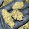 Grape Gas THCA Flower Bulk Wholesale