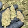 Honey Mintz THCA Flower Bulk Wholesale