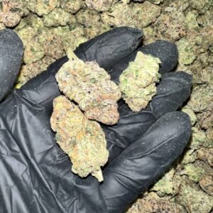 Hood Lemon THCa Flower - Closeup of High-THCa Cannabis Buds