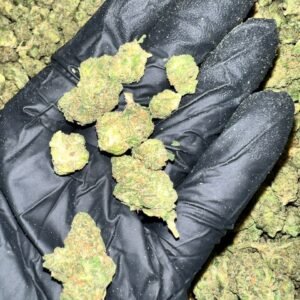 Discover Key Lime Jack THCa Flower, available for wholesale. Premium Oregon-grown flower, third-party tested for top quality.