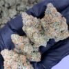 Pineapple Breeze THCa Flower - Closeup of High-THCa Cannabis Buds