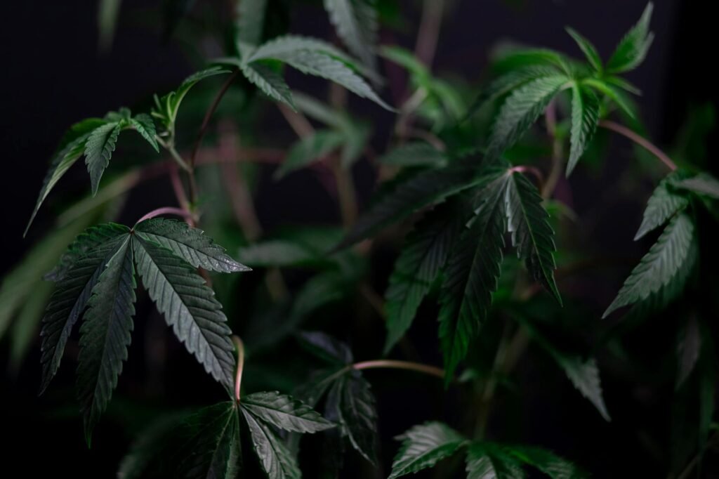 The Enchanting World of THCa Flower Wholesale 5 photo of growing of cannabis plant