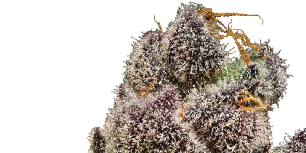 The Ultimate Guide to Buying Bulk HHC Flower: Wholesale Prices, Quality, and Suppliers 3 Bulk HHC Flower Wholesale - High-Quality Cannabis Buds in Bulk Quantities