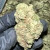 Close-up of Hash Burger THCa Flower, highlighting the strain's unique characteristics and trichome structure