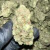 Close-up of Tahoe OG THCa Flower, highlighting the strain's unique characteristics and trichome structure