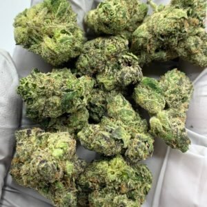 Home 16 Gorilla Glue #4 THCa Flower - Potent Hybrid Cannabis Strain for Bulk Orders