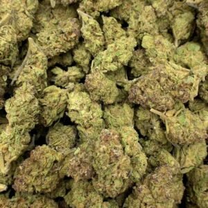Gushers THCa Flower buds on a white background, showcasing dense, purple-hued nugs with a sweet, fruity aroma