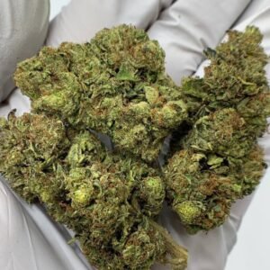 Rainbow Sherbet THCa Flower buds on a white background, showcasing vibrant, colorful nugs with a sweet, fruity aroma